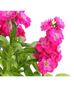 Levkoje, Verschiedene Sorten -Günstig Gartenbedarf 8826083 WE DE 001 MatthiolaLevkojeDehnerExpressHerzig