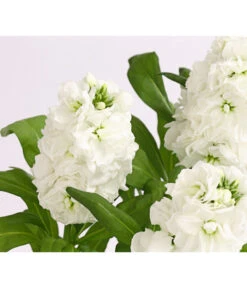 Levkoje, Verschiedene Sorten -Günstig Gartenbedarf 8826083 WE DE 002 MatthiolaLevkojeDehnerExpressHerzig