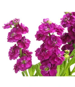 Levkoje, Verschiedene Sorten -Günstig Gartenbedarf 8826083 WE DE 003 MatthiolaLevkojeDehnerExpressHerzig