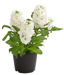 Levkoje, Verschiedene Sorten -Günstig Gartenbedarf 8826083 WE FS 002 MatthiolaLevkojeDehnerExpressHerzig