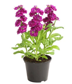 Levkoje, Verschiedene Sorten -Günstig Gartenbedarf 8826083 WE FS 003 MatthiolaLevkojeDehnerExpressHerzig