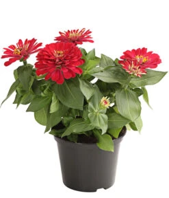 Zwergzinnie, Verschiedene Sorten -Günstig Gartenbedarf 8826778 WE FS 001 ZwergzinnieZinniaElegansT13RotDehnerExpressHerzig