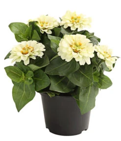 Zwergzinnie, Verschiedene Sorten -Günstig Gartenbedarf 8826778 WE FS 001 ZwergzinnieZinniaElegansT13WeissDehnerExpressHerzig