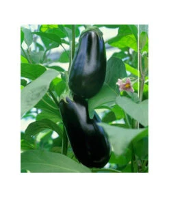Dehner Gourmet Garten Aubergine, Veredelt 9 Dehner Gourmet Garten Aubergine, Veredelt -Günstig Gartenbedarf 8830051 BildFS 001 AubergineCarmenGgAubergineCarmen