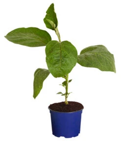 Bestseller -Günstig Gartenbedarf 8830051 WE FS 001 AubergineCarmenT12DehnerExpressZS