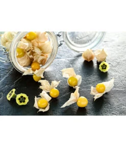 Dehner Ananaskirsche Physalis 10 Dehner Ananaskirsche Physalis -Günstig Gartenbedarf 8830069 PR MO 001 PhysalisAnanaskirsche