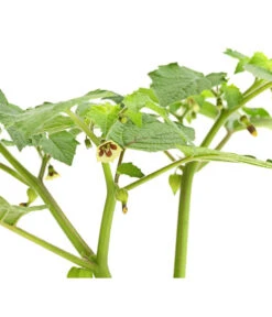 Dehner Ananaskirsche Physalis 13 Dehner Ananaskirsche Physalis -Günstig Gartenbedarf 8830069 WE DE 001 AnanaskirschePhysalisPhysalisPreciosaT12DehnerExpressHerzig