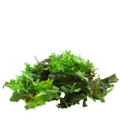 Bio Asia Wildkräuter Im Pottburri®-Topf -Günstig Gartenbedarf 8830473 WE DE 002 BioPBAsiaWildkraeuter