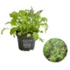 Bio Asia Wildkräuter Im Pottburri®-Topf 1 Bio Asia Wildkräuter Im Pottburri®-Topf -Günstig Gartenbedarf 8830473 WE FS 001 BioPBAsiaWildkraeuterPottburri DehnerExpressHerzig