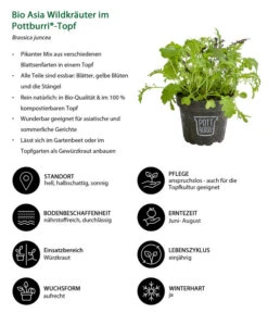 Bio Asia Wildkräuter Im Pottburri®-Topf -Günstig Gartenbedarf 8830473 WE IG 001 BioAsiaWildkraeuterimPottburriTopf