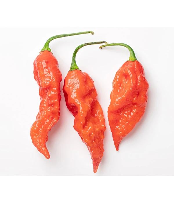 Geisterchili 5 Geisterchili - Image 3