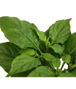 Geisterchili 11 Geisterchili -Günstig Gartenbedarf 8830630 WE DE 002 IndischerGeisterchili