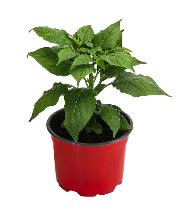 Geisterchili 4 Geisterchili - Image 2