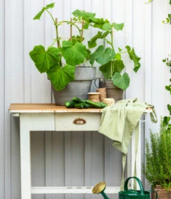 Bioland Gurke, Veredelt -Günstig Gartenbedarf 8830663 WE MO 002 Gurke CucurbitaePepoZucchiniGruen