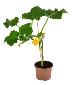Bestseller -Günstig Gartenbedarf 8830747 WE FS 002 Minischlangengurke