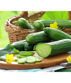 Bestseller 6 Mini Schlangengurke