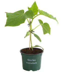 Bestseller -Günstig Gartenbedarf 8830853 WE FS 001 BioSchlangengurkeVeredelt