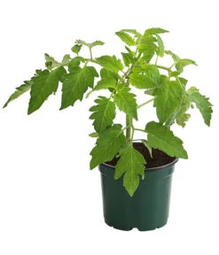 Bestseller -Günstig Gartenbedarf 8831463 WE FS 001 EiertomateBioLycopersiconEsculentumT12