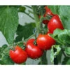 Bioland Buschtomate 1 Bioland Buschtomate -Günstig Gartenbedarf 8831968 WE MO 001 BioBuschtomate