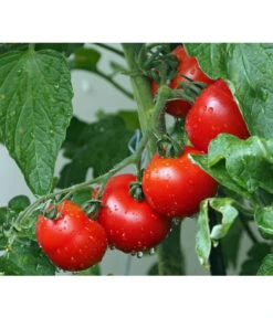 Bestseller 3 Bioland Buschtomate