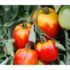 Ochsenherztomate 'Fleurette' -Günstig Gartenbedarf 8832883 WE MO 001 OchsenherztomateFleurette