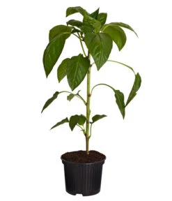 Spitzpaprika, Rot 7 Spitzpaprika, Rot -Günstig Gartenbedarf 8833501 PR FS 001 SpitzpaprikaRotT105DehnerExpressZS