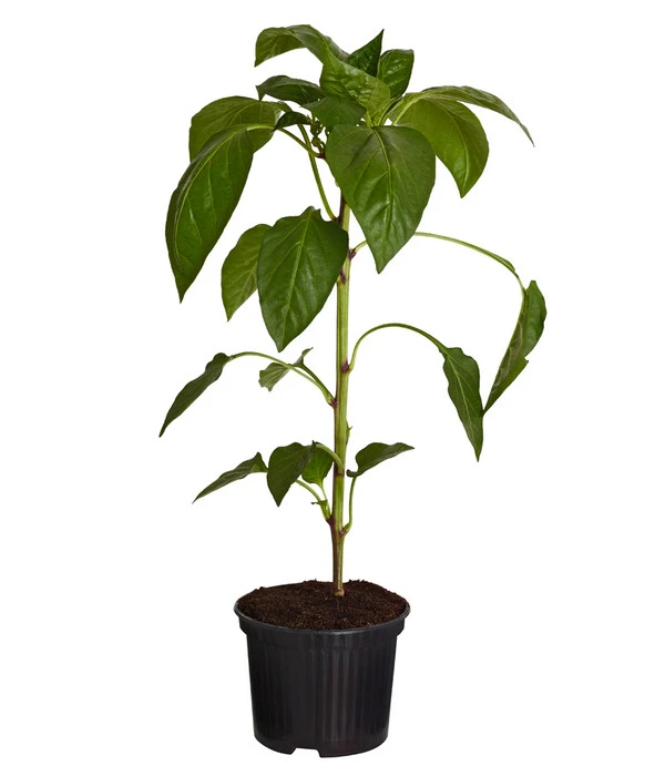 Spitzpaprika, Rot 4 Spitzpaprika, Rot - Image 2