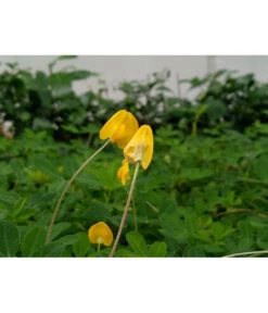 Bestseller -Günstig Gartenbedarf 8834400 PR MO 002 BioErdnussPixabay