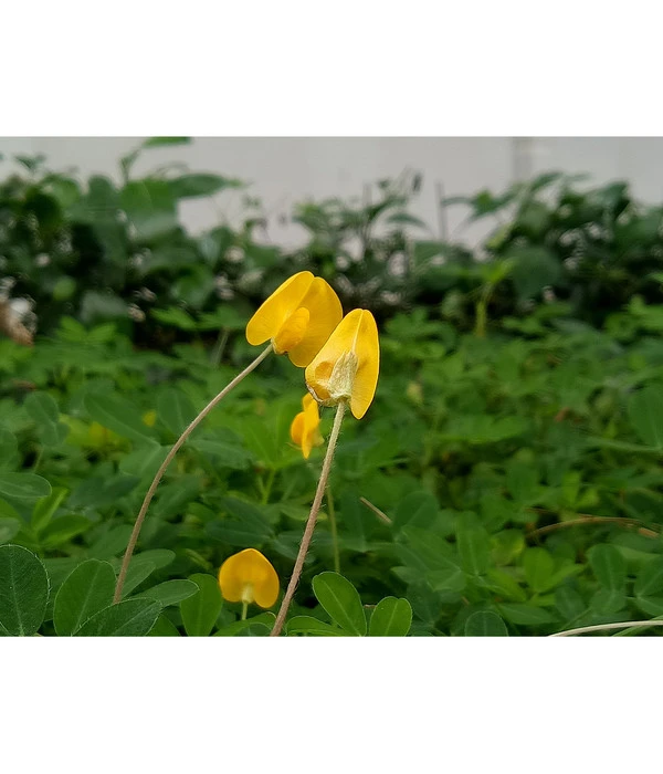 Bioland Erdnuss 4 Bioland Erdnuss - Image 2