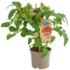 Pick-a-Tom® Cocktailtomate Mit Früchten, Rot -Günstig Gartenbedarf 8838757 PR FS 002 PickaTomCherrytomateRotT14DehnerExpressHerzig