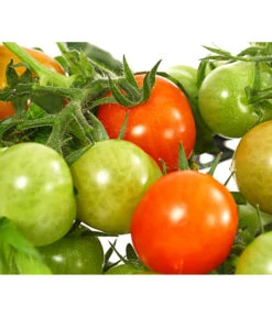 Pick-a-Tom® Cocktailtomate Mit Früchten, Rot -Günstig Gartenbedarf 8838757 WE DE 001 PickaTomCherrytomateRotT14