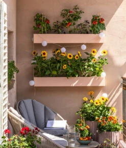 Pick-a-Tom® Cocktailtomate Mit Früchten, Rot -Günstig Gartenbedarf 8838757 WE MO 001 SonnenbalkonPickaTom