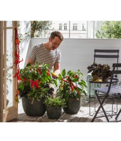 Dehner Gourmet Garten Hänge-Rosmarin -Günstig Gartenbedarf 8838765 WE MO 002 PeperonimitFrucht