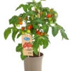 Pick-a-Tom® Pflaumentomate Mit Früchten 1 Pick-a-Tom® Pflaumentomate Mit Früchten -Günstig Gartenbedarf 8838872 PR FS 002 PickaTomPflaumentomateT14DehnerExpressHerzig