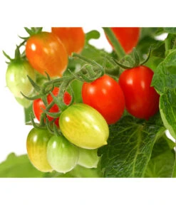 Pick-a-Tom® Pflaumentomate Mit Früchten -Günstig Gartenbedarf 8838872 WE DE 001 PickaTomPflaumentomateT14