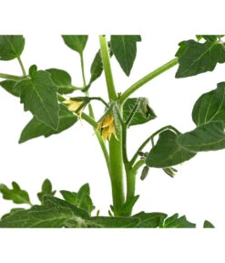 Tomate 'Previa' -Günstig Gartenbedarf 8839136 WE DE 001 TomatePrevia