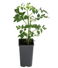Bestseller -Günstig Gartenbedarf 8839136 WE FS 001 TomatePrevia