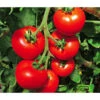 Tomate 'Previa' -Günstig Gartenbedarf 8839136 WE MO 001 TomatePrevia