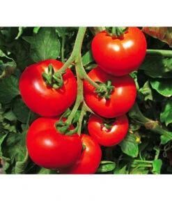 Bestseller 21 Tomate 'Previa'