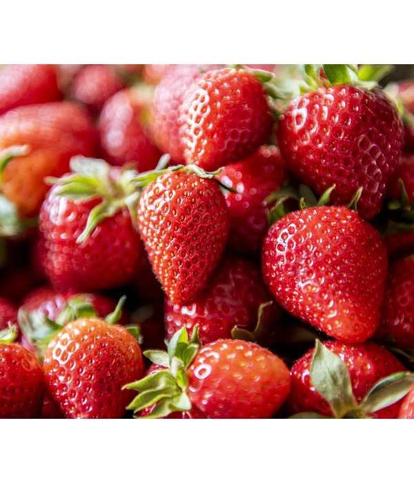 XXL Erdbeere 'Korona' 3 XXL Erdbeere 'Korona'