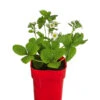 XXL Erdbeere 'Elsanta®' 1 XXL Erdbeere 'Elsanta®' -Günstig Gartenbedarf 8842148 WE FS 001 FragariaErdbeereElsanta2L