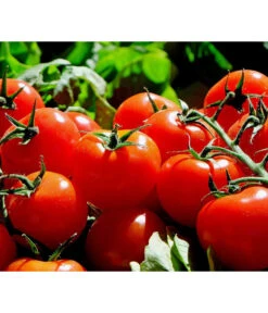 Bestseller 19 Bioland Tomate, Rundfruchtig
