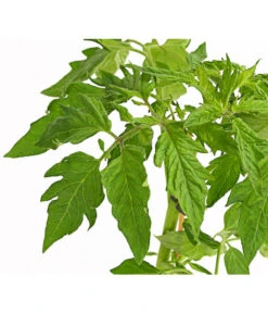 Bioland Fleischtomate -Günstig Gartenbedarf 8842627 WE DE 001 BioFleischtomateT12DehnerExpressHerzig