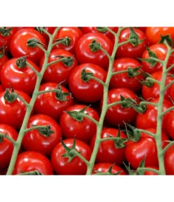 Bestseller 1 Bioland Cherrytomate