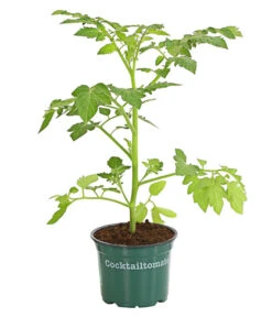 Bestseller -Günstig Gartenbedarf 8842635 WE FS 001 BioCocktailtomateT12DehnerExpressHerzig