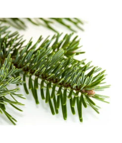 Nordmann-Tanne, Ca. 100-150 Cm, Gesägt -Günstig Gartenbedarf 8995896 BildD 001 Nordmanntanne