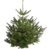 Nordmann-Tanne, Ca. 100-150 Cm, Gesägt -Günstig Gartenbedarf 8996480 PR FS 001 NordmannKleinDehnerExpressHerzig
