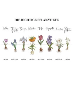 Dehner Blumenzwiebel 5 Monate Blütenpracht, 200 Stk. 25 Dehner Blumenzwiebel 5 Monate Blütenpracht, 200 Stk. -Günstig Gartenbedarf Infografik Blumenzwiebel