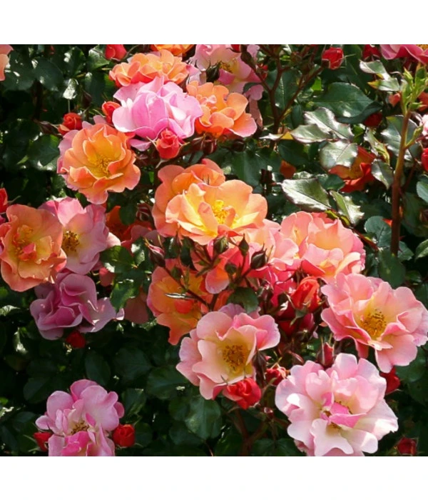 Bodendeckerrose 'Jazz®' 4 Bodendeckerrose 'Jazz®' - Image 2