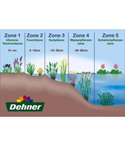 Dehner Seerose 'Attraction' -Günstig Gartenbedarf WE DE 001 Teichzonen Wasserpflanzen Schild 2